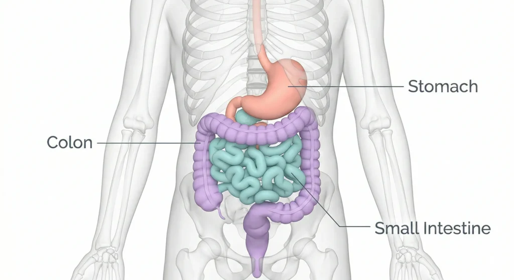 digestive system